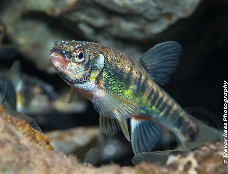 Group behavior and tolerance of Eurasian minnow (Phoxinus phoxinus) in  response to tones of differing pulse repetition rate
