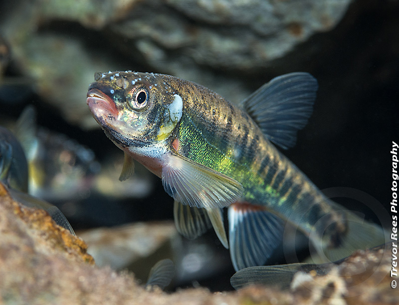 Group behavior and tolerance of Eurasian minnow (Phoxinus phoxinus